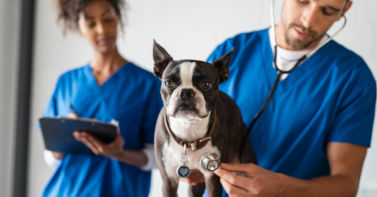 UK amends required OET grades for overseas-trained Veterinarians